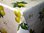 Wachstuch Tischdecke Meterware C144041 Zitrone Garten Küche eckig