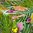 Wachstuch Tischdecke Meterware PREMIUM B5044-01 Blumen floral Dschungel Strelitzie eckig rund oval